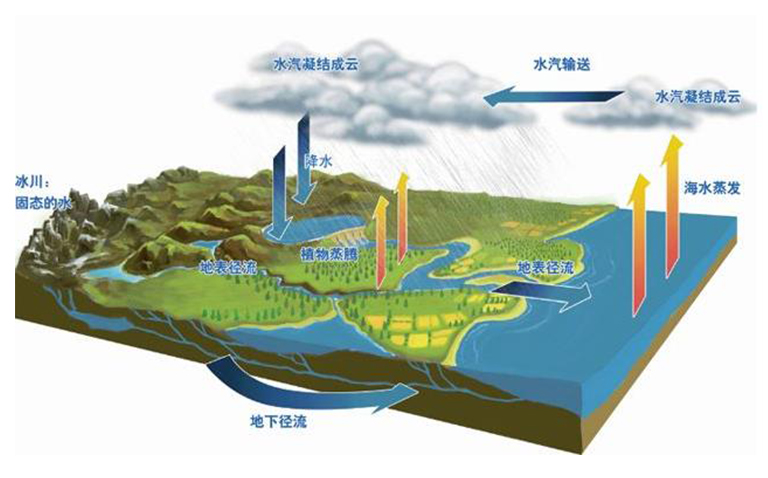 森林蒸騰與水循環樹木如何蒸發水分與大氣共享
